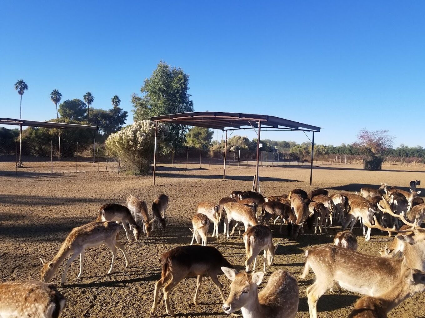 Picture of Schnepf Farms