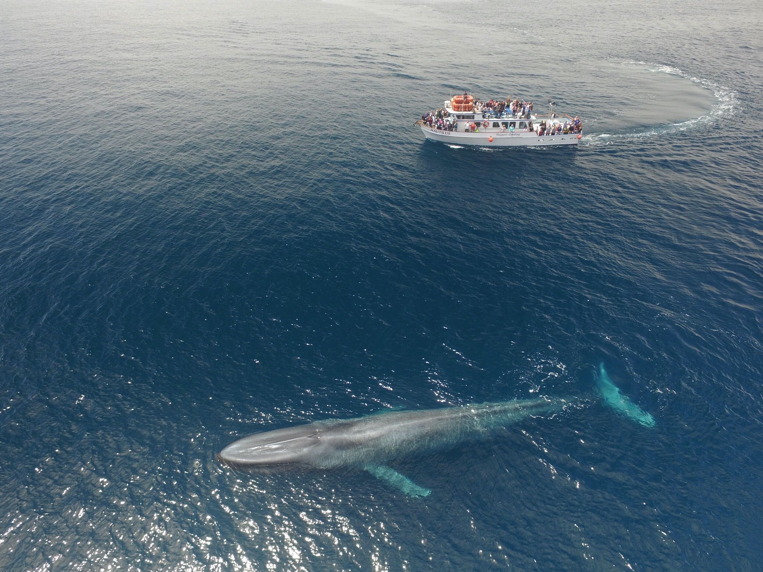 Picture of Newport Landing Whale Watching