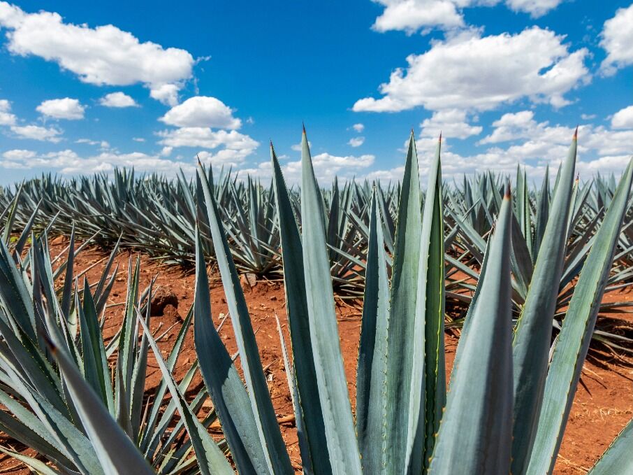 Picture of Tour Mezcalero