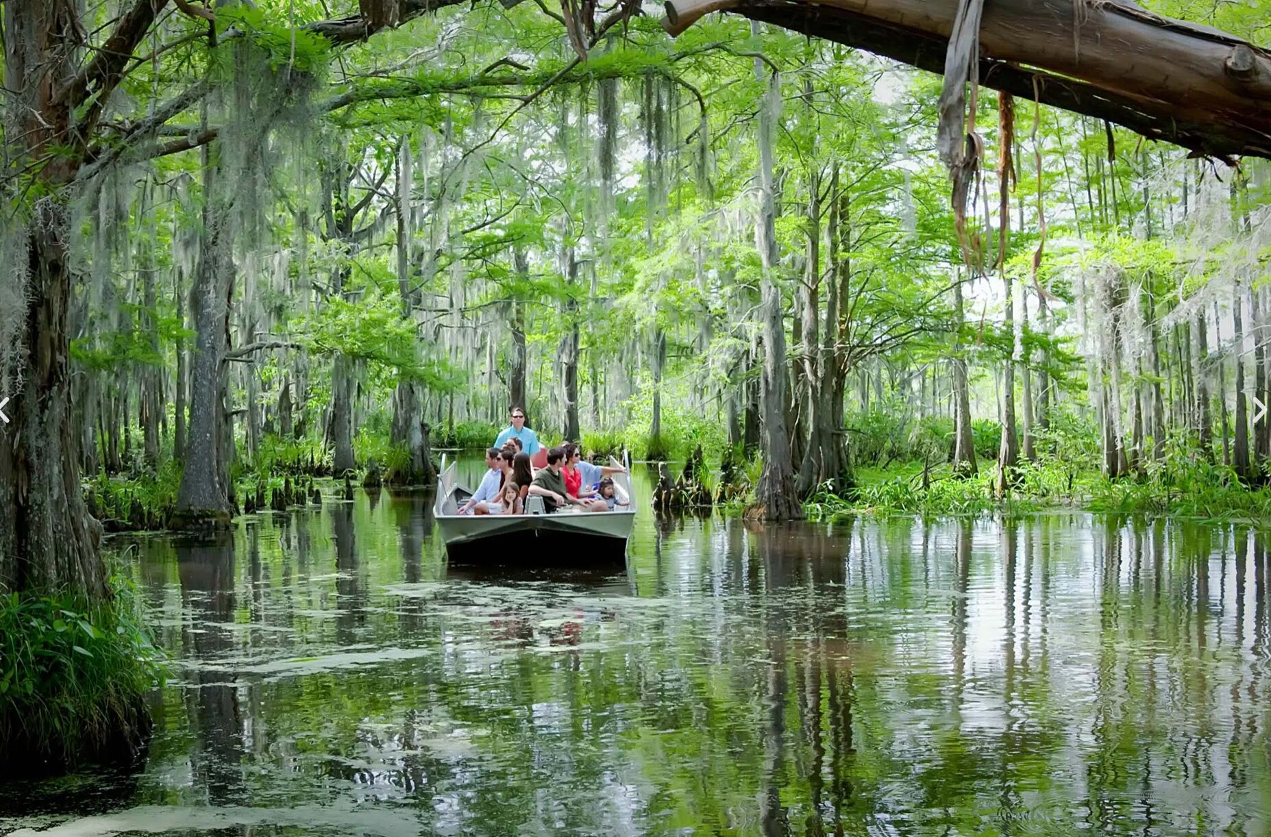 Picture of Cajun Encounters Swamp Tour