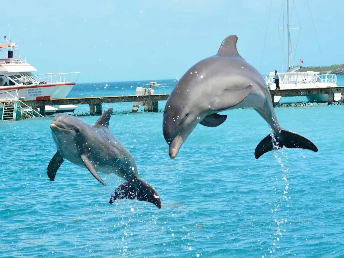Picture of Dolphin Discovery Isla Mujeres