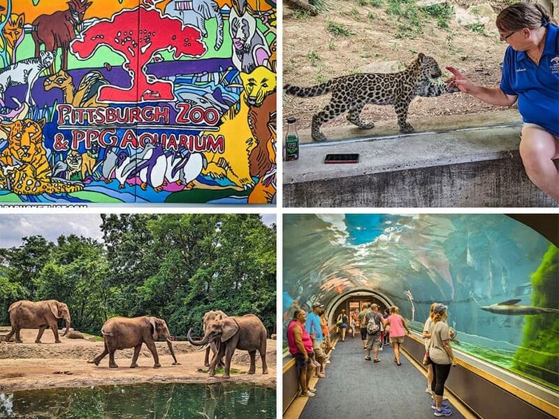 Picture of Visit the Pittsburgh Zoo & Aquarium