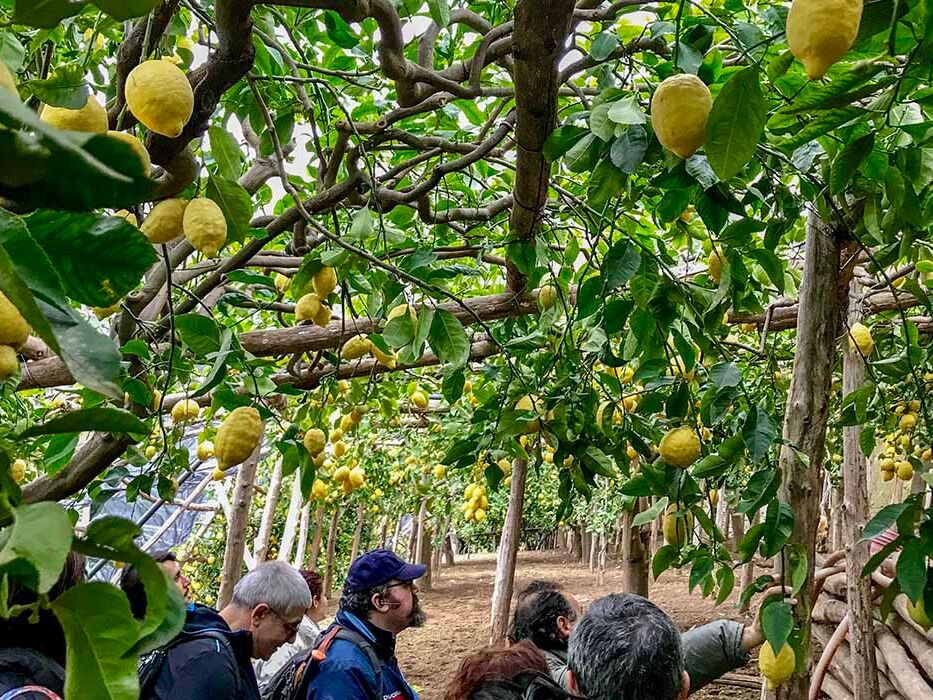 Picture of Ravello and Path of Lemons Experience