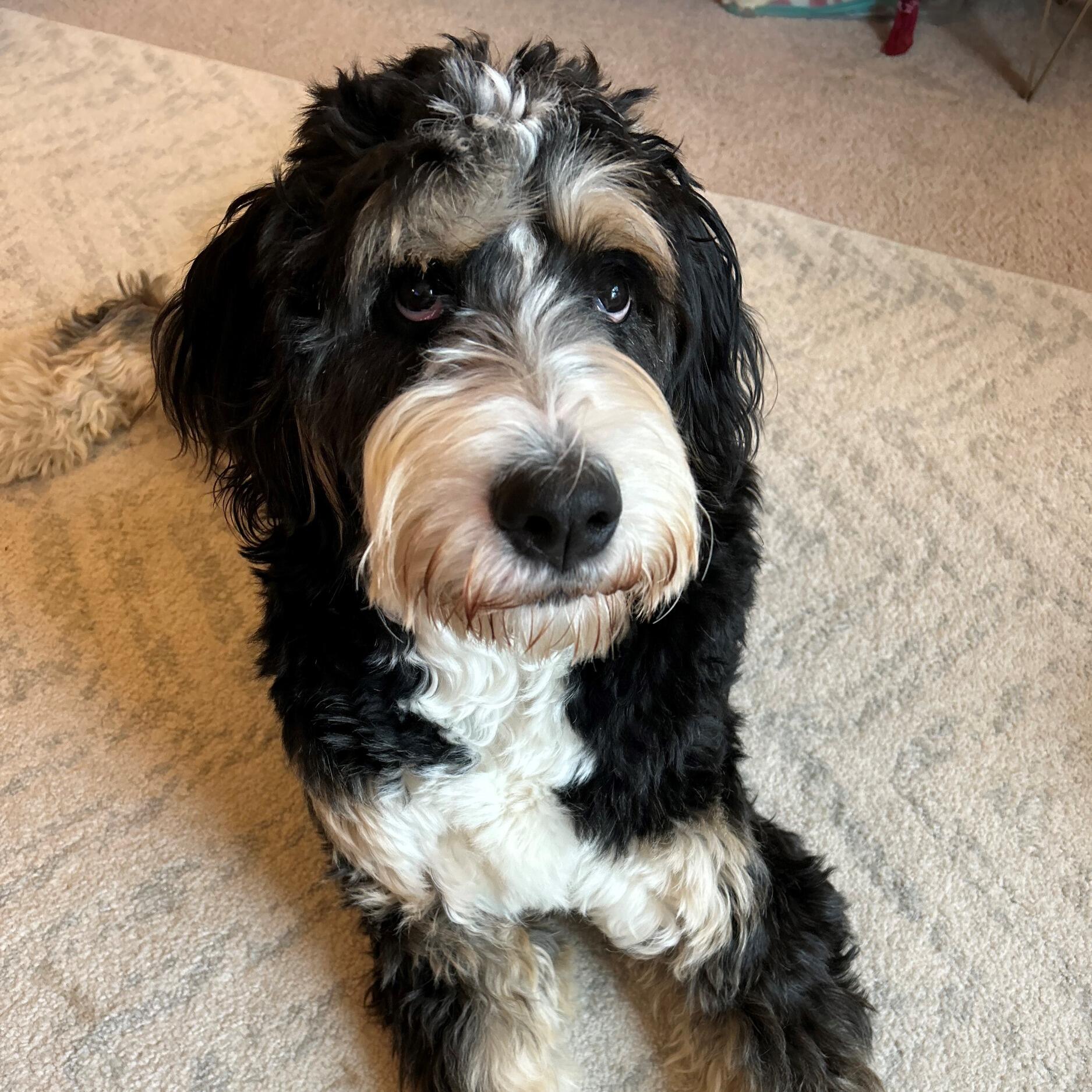 Pepper