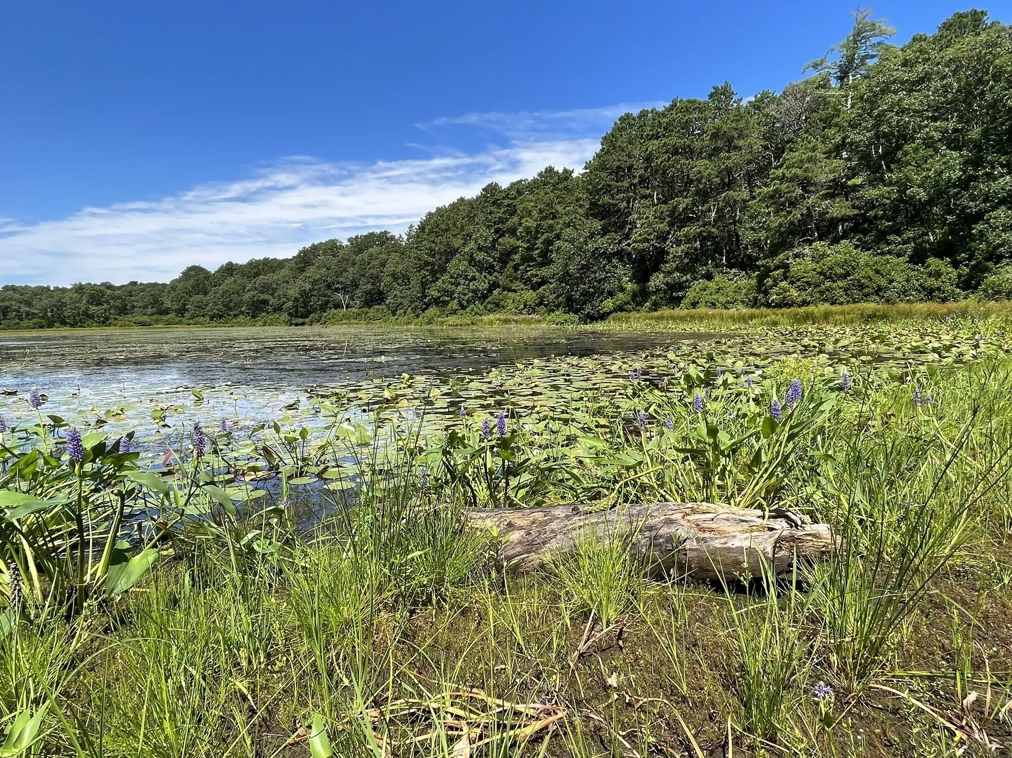 Picture of Historical Society of Old Yarmouth Nature Trails