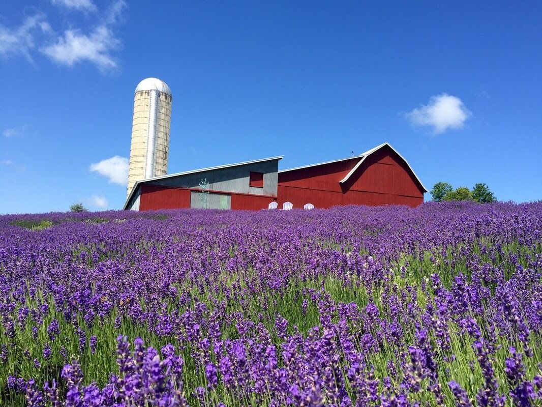 Picture of Lavender Hill Farm