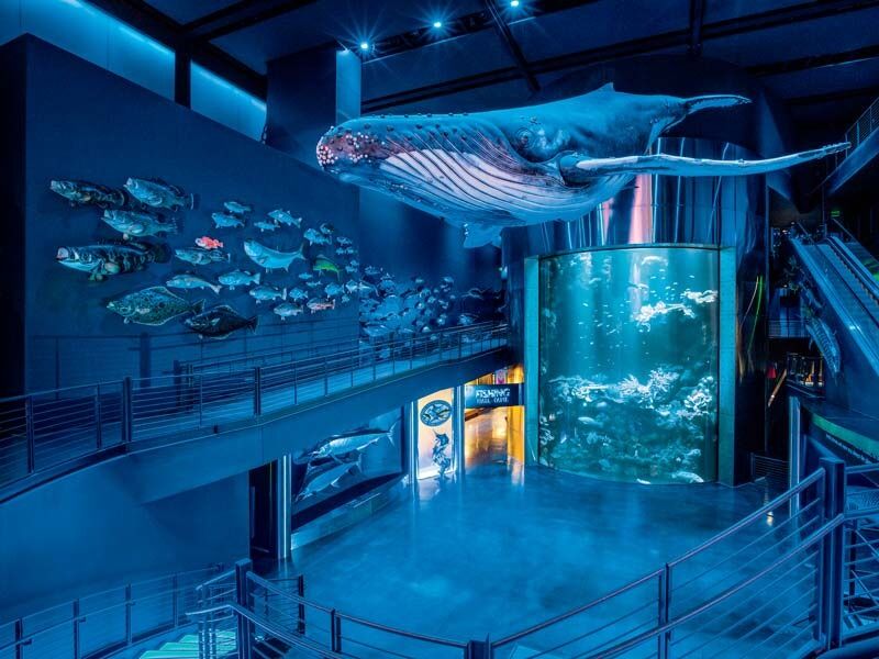 Picture of Wonders Of Wildlife National Museum & Aquarium (2hr 15min)