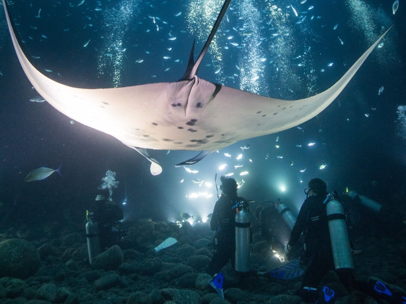 Picture of Manta Ray Dives of Hawai‘i