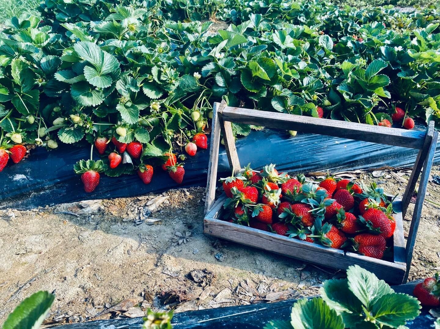 Picture of Mrs. Heather's Strawberry Farm