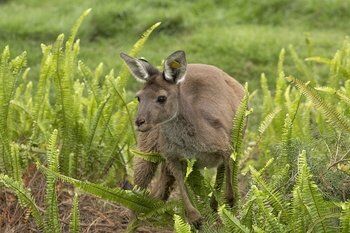 Picture of San Diego Zoo Safari Park