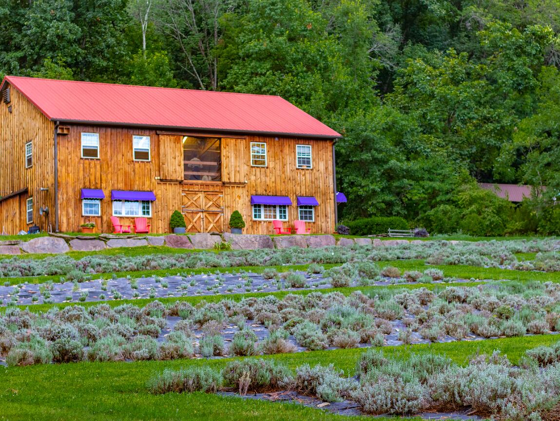 Picture of Peace Valley Lavender Farm