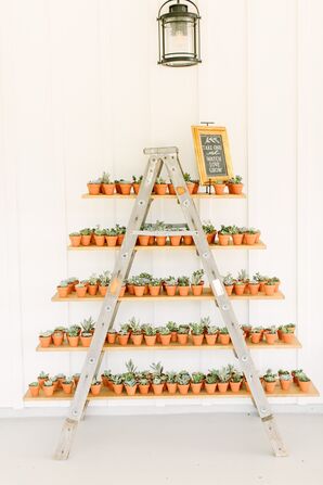 Take-Home Potted Succulent Favors