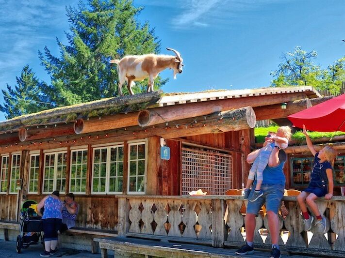 Picture of Old Country Market - Goats on Roof