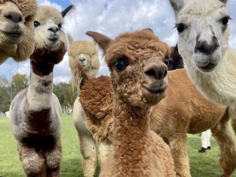 Picture of Majestic Meadows Alpacas & Boutique