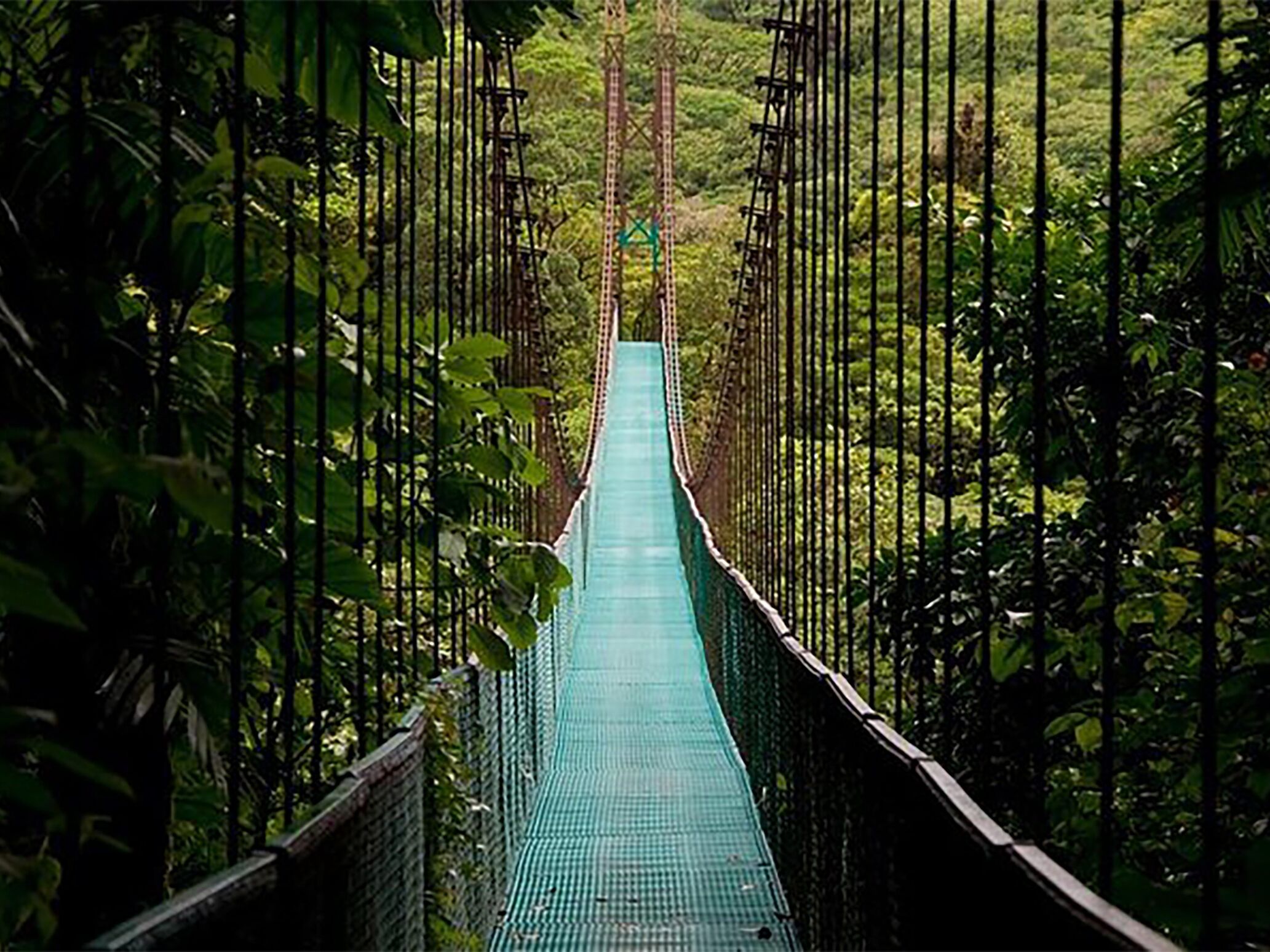 Picture of Mistico Arenal Hanging Bridges Park