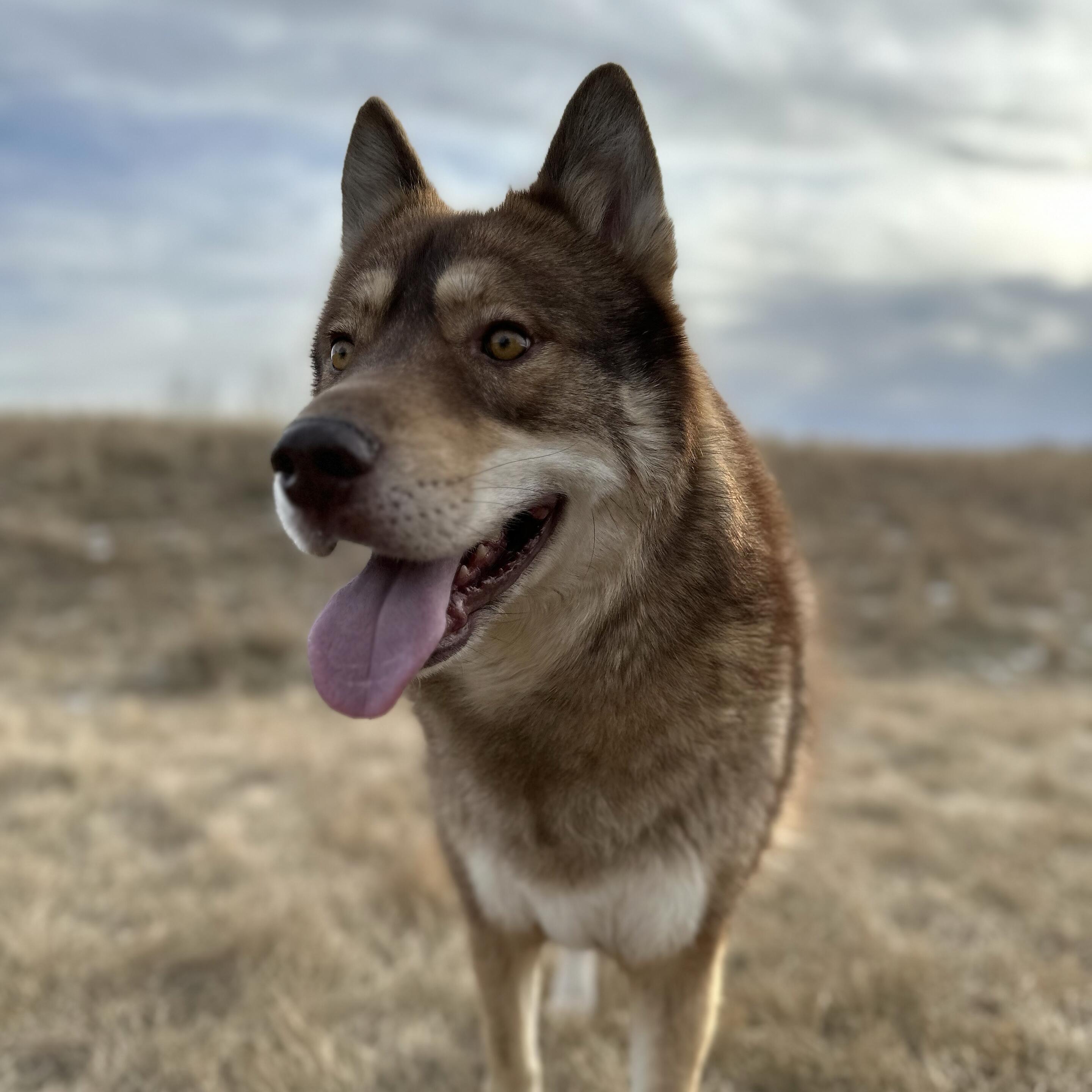 Timber