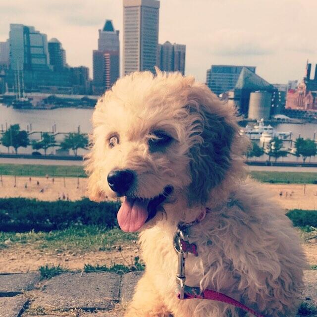 Picture of Federal Hill Park, Baltimore, MD, United States