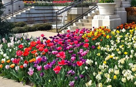 Picture of Tulsa Botanical Garden