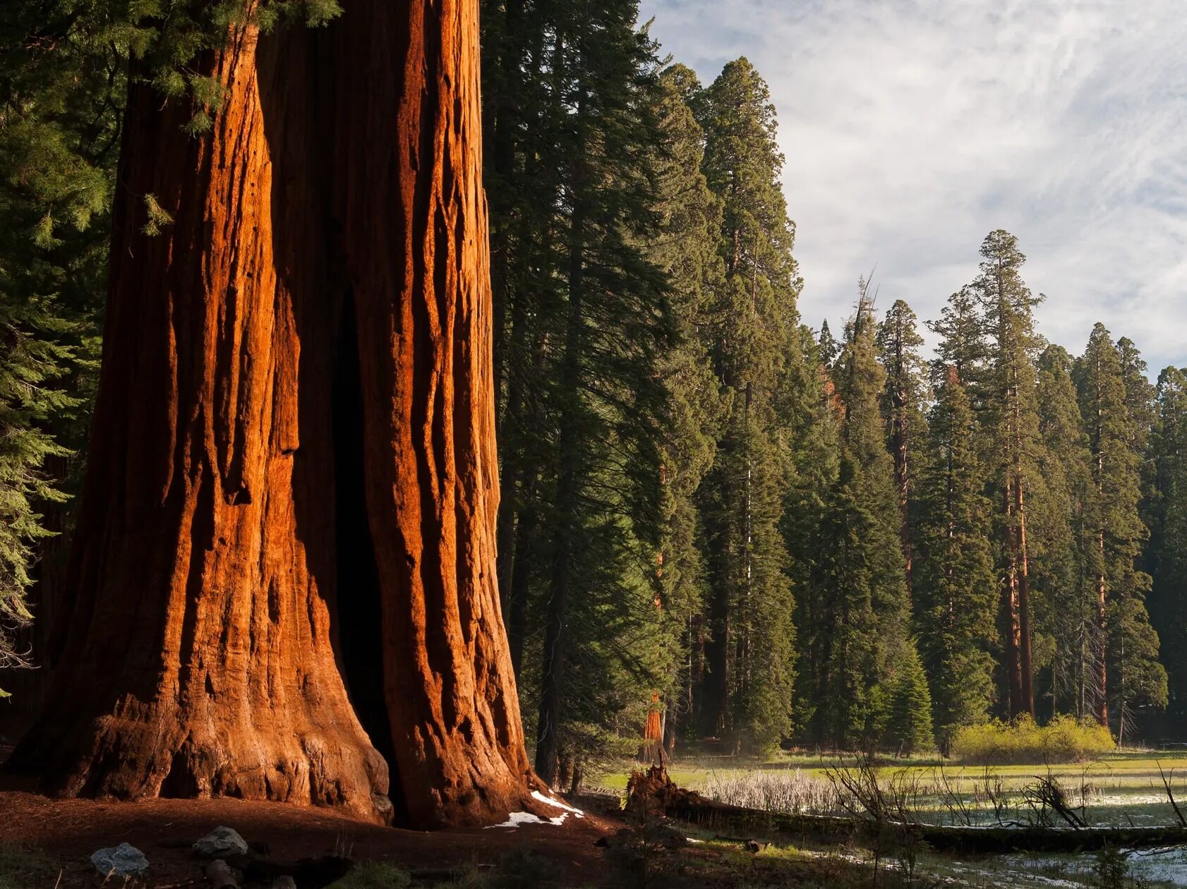 Picture of Sequoia & Kings Canyon National Parks