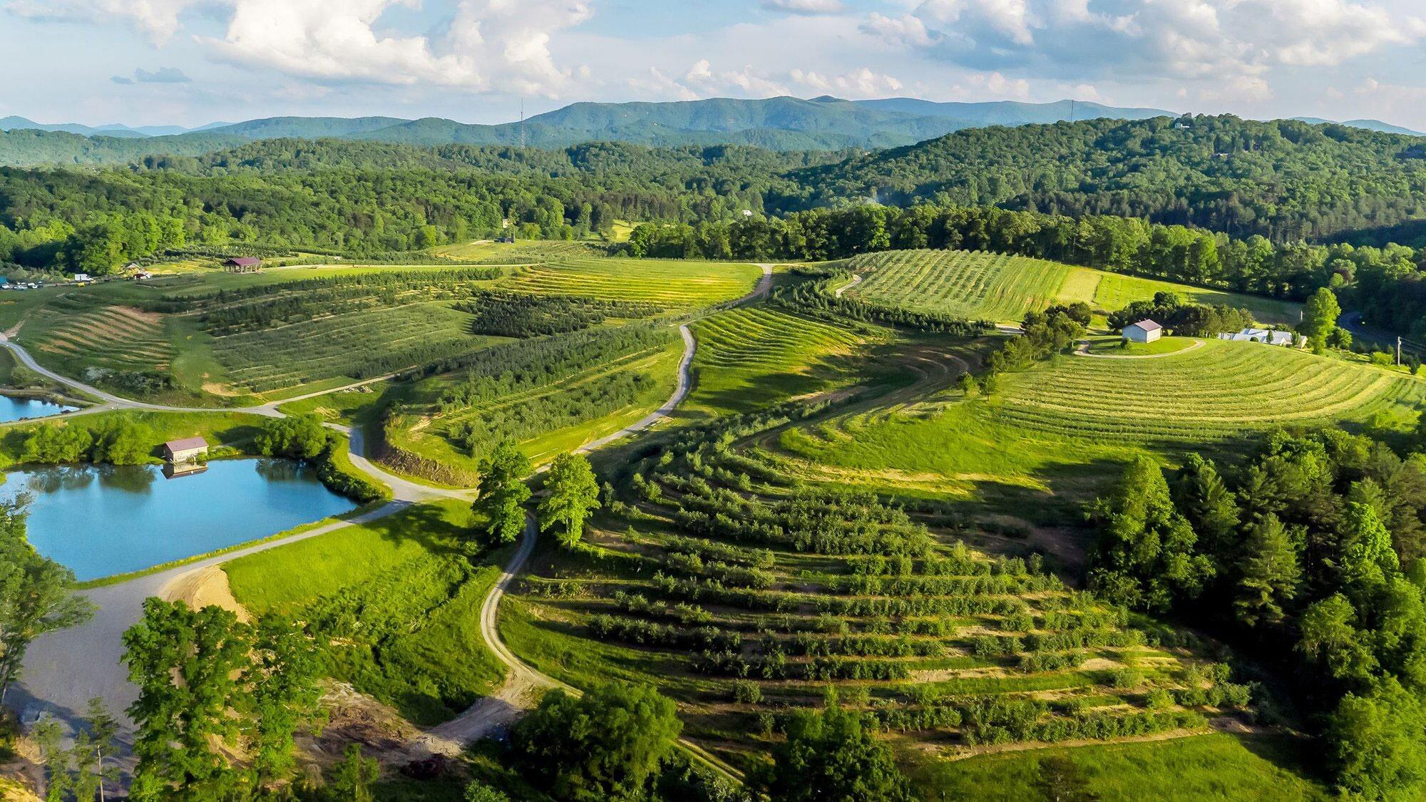 Picture of Mercier Orchards