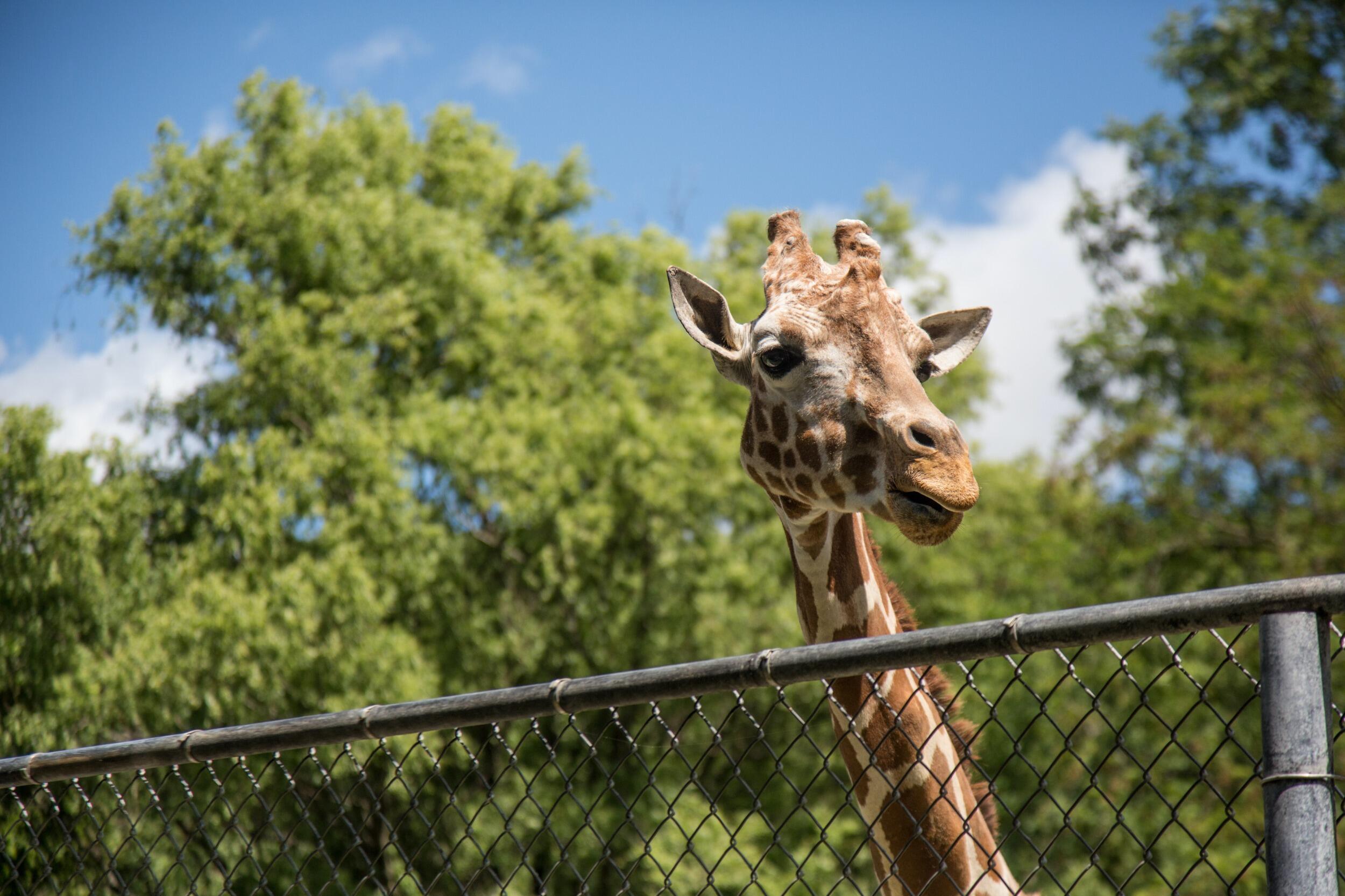 Picture of Omaha's Henry Doorly Zoo and Aquarium