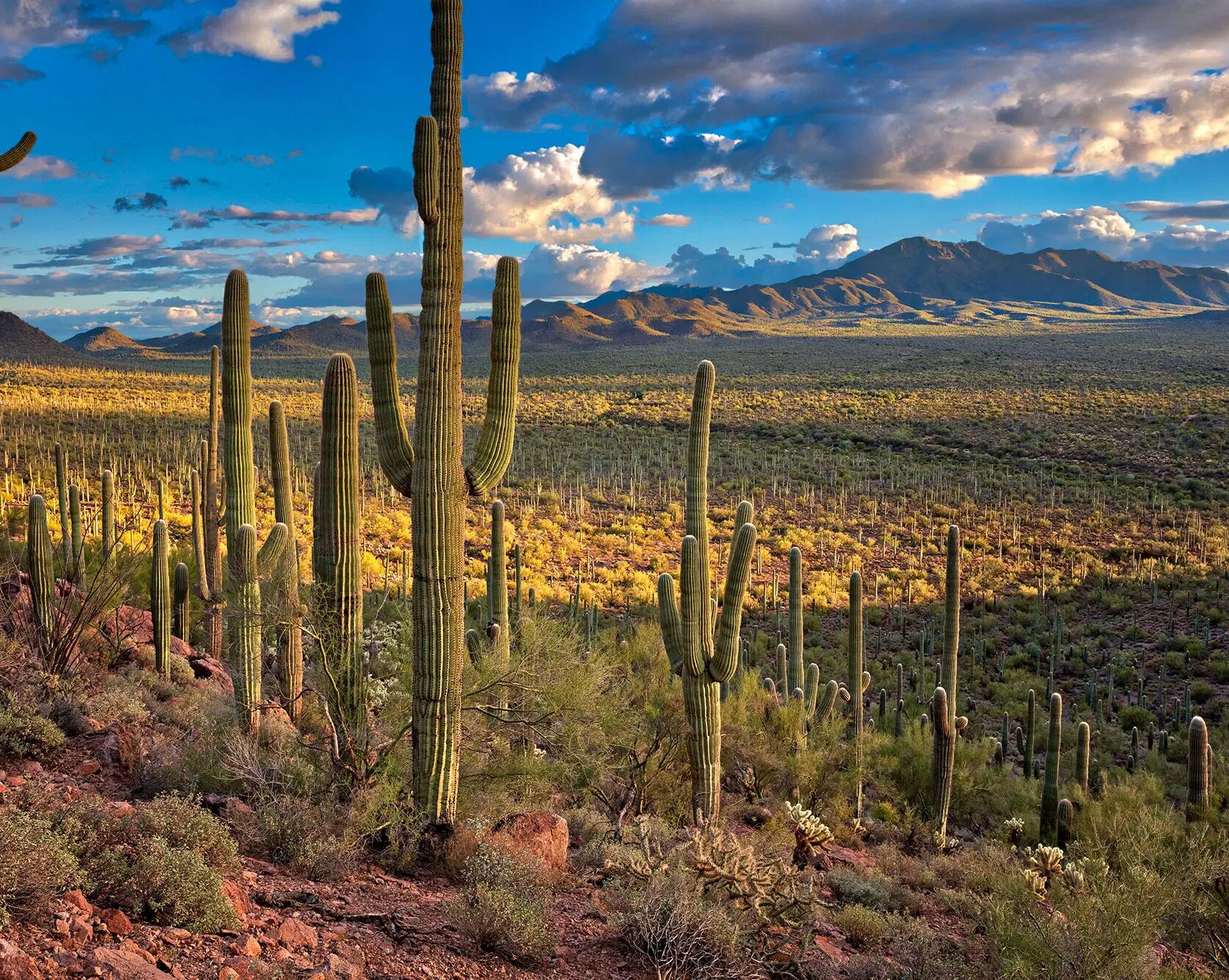 Picture of Saguaro National Park