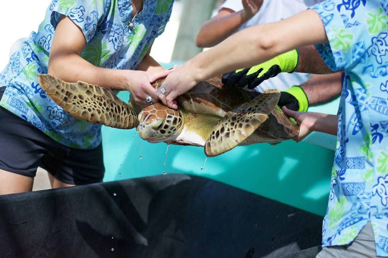 Picture of Loggerhead Marinelife Center