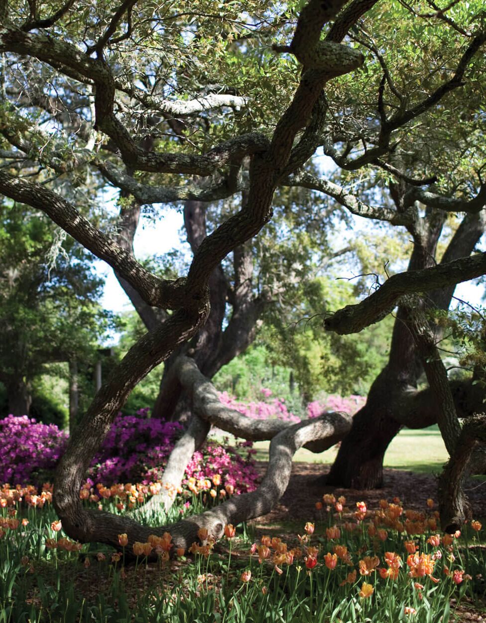Picture of Airlie Gardens
