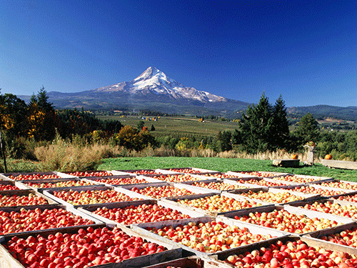 Picture of Hood River Fruit Loop