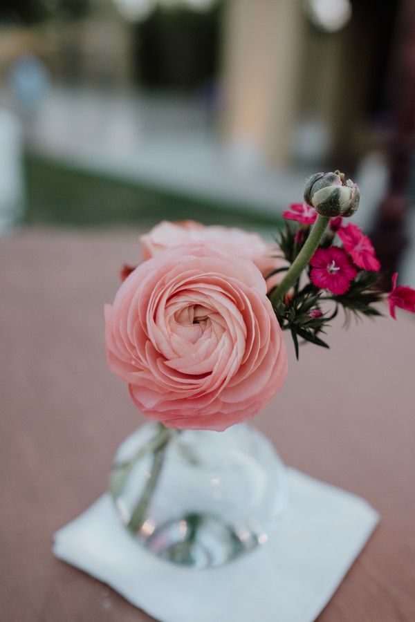 Pink ranunculus