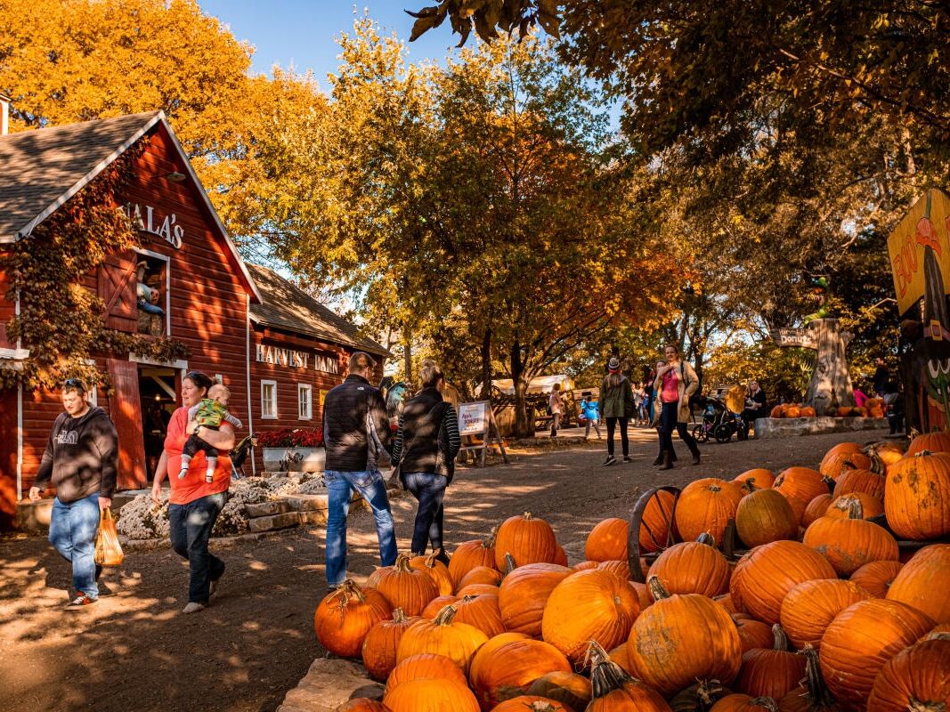 Picture of Vala's Pumpkin Patch & Apple Orchard