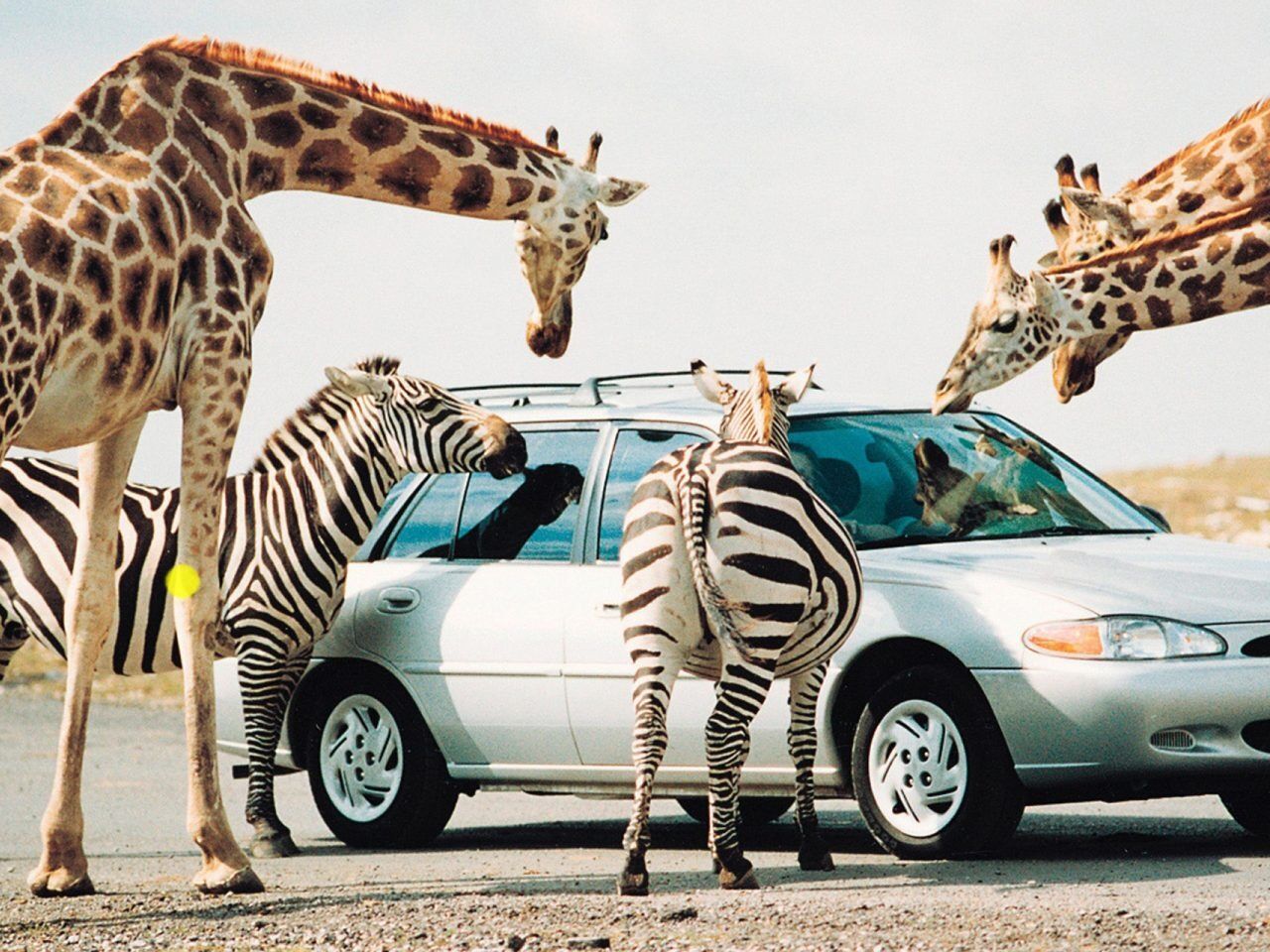 Picture of African Lion Safari