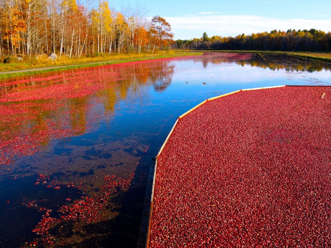Picture of Muskoka Lakes Farm & Winery