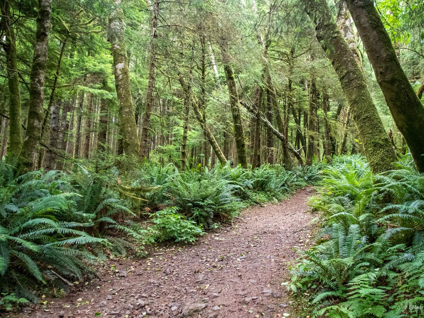 Picture of Tillamook Head Trail