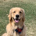 Piper