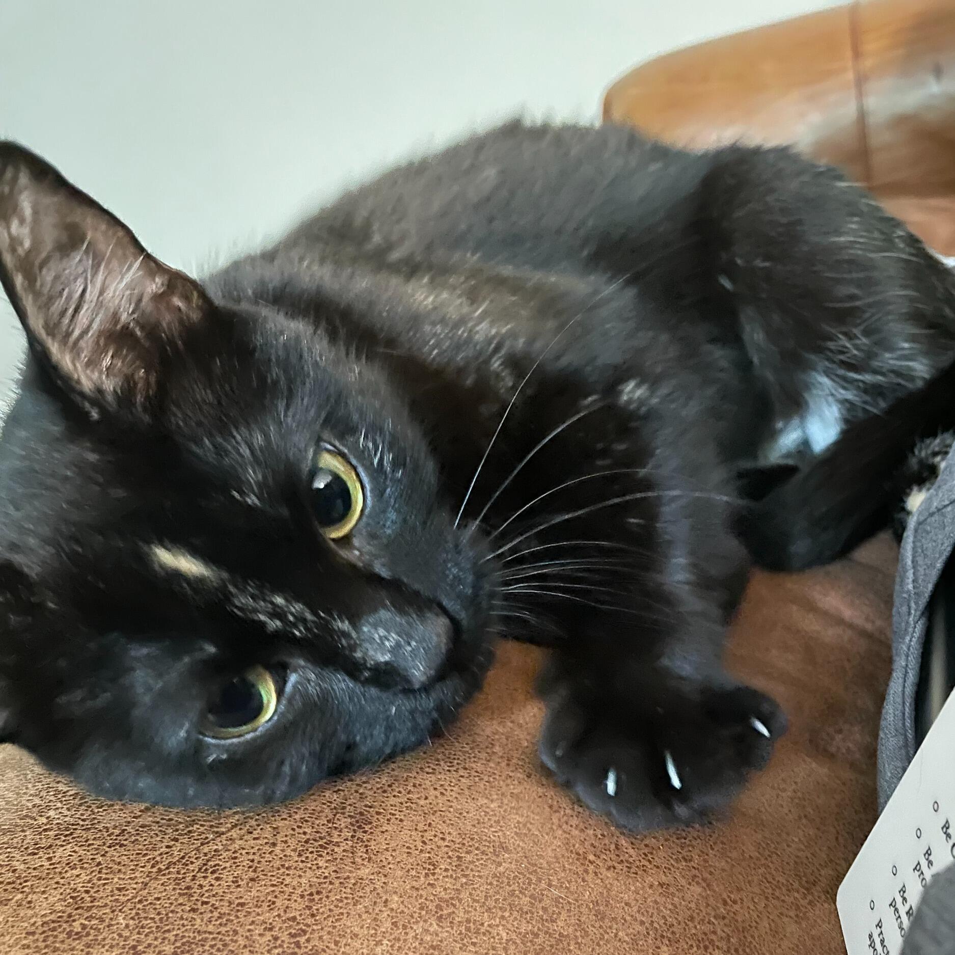 Picture of The Black Cat 