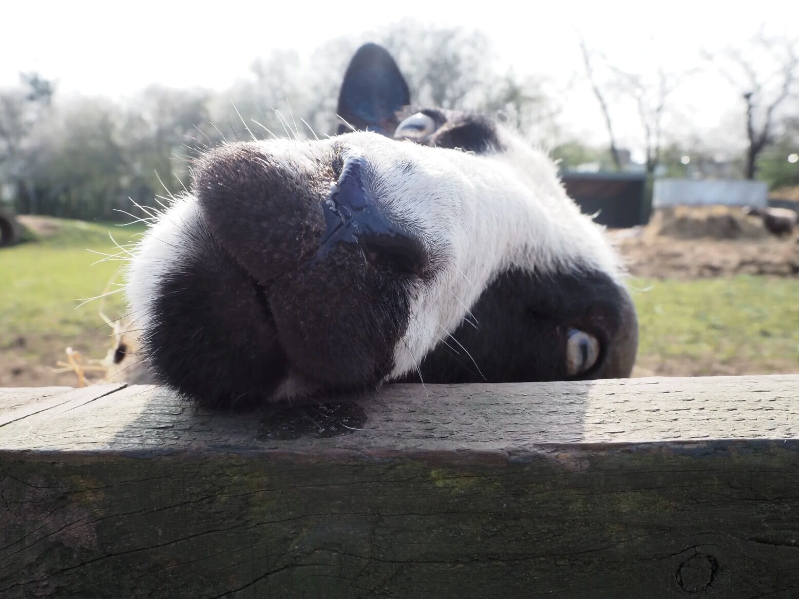 Picture of Stonebridge City Farm