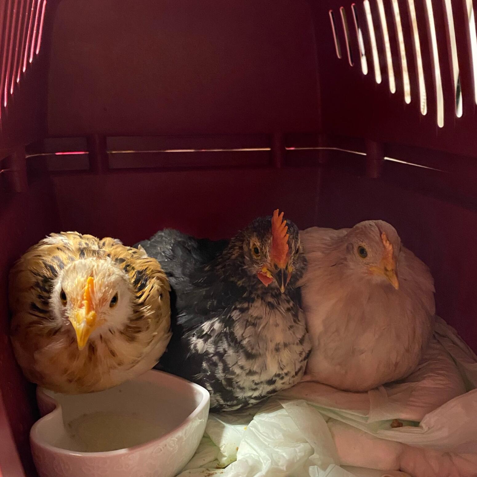 Picture of Chicken as a birthday present 