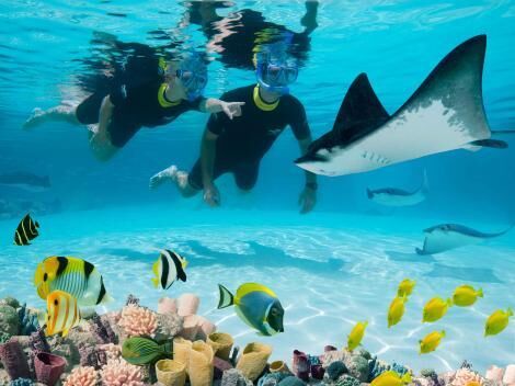 Picture of Discovery Cove