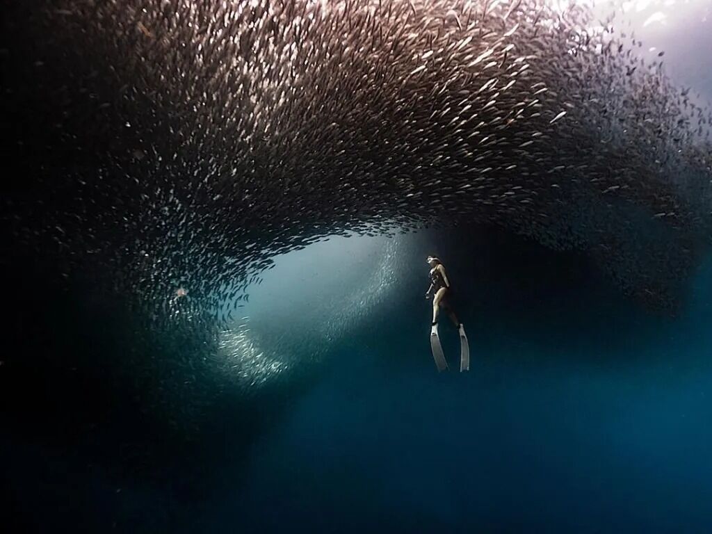 Picture of Marvel at the Sardine Run in Moalboal