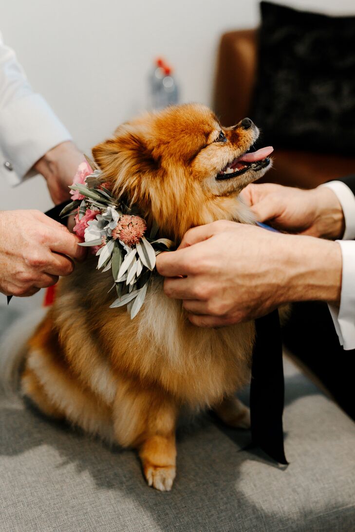 Dog with Floral Collar at Wedding in Australia