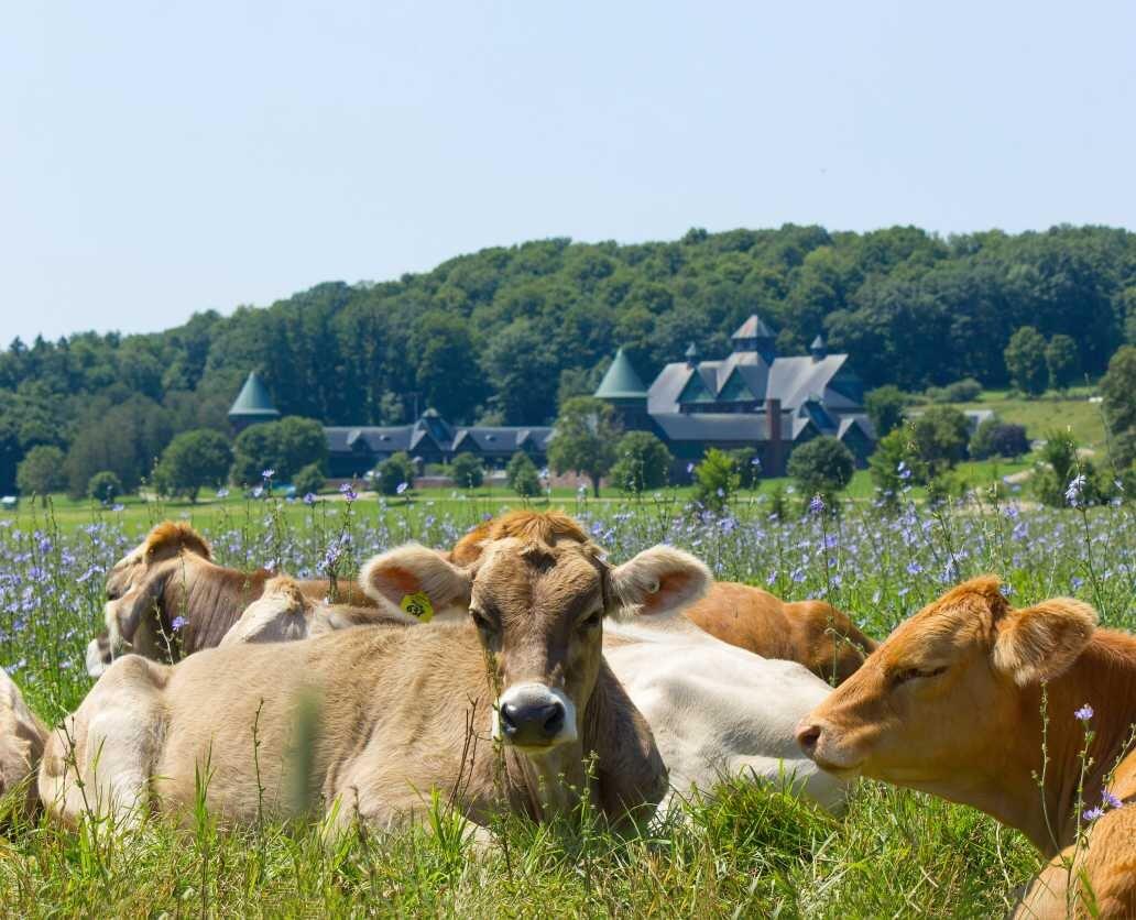 Picture of Shelburne Farms