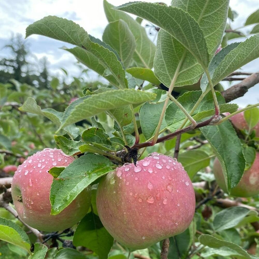Picture of Terrace Mountain Orchard