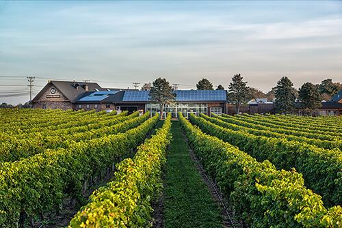 Picture of Newport Vineyards