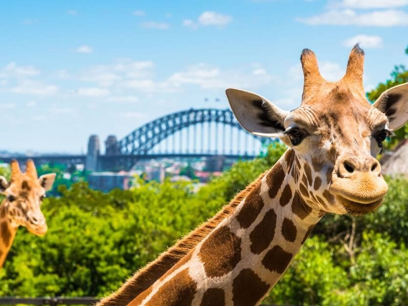 Picture of Taronga Zoo Sydney