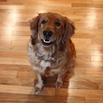 Maggie May