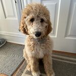 Milo