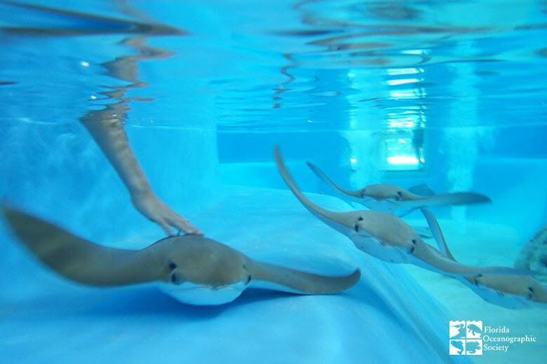 Picture of Florida Oceanographic Center