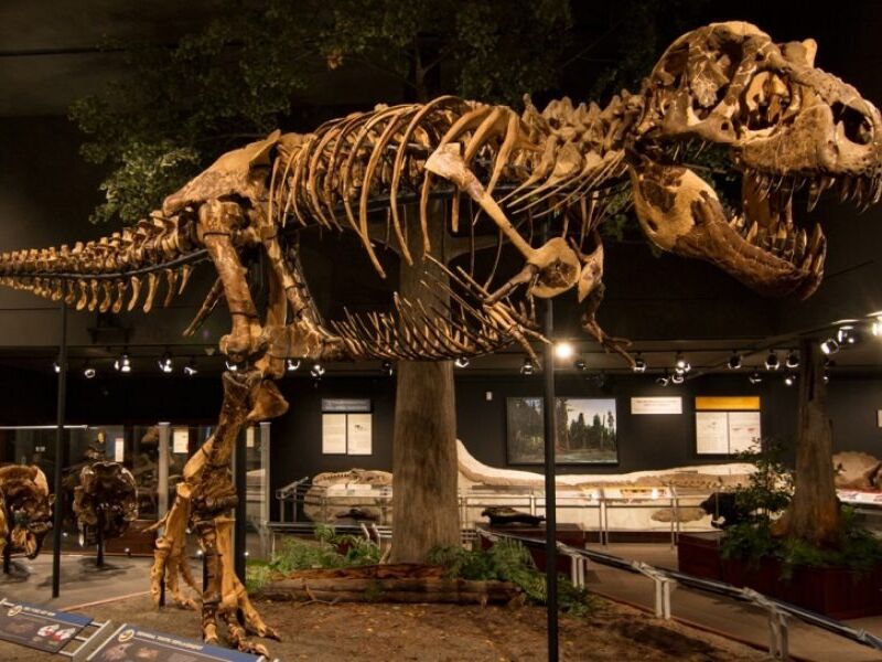 Picture of Museum of the Rockies