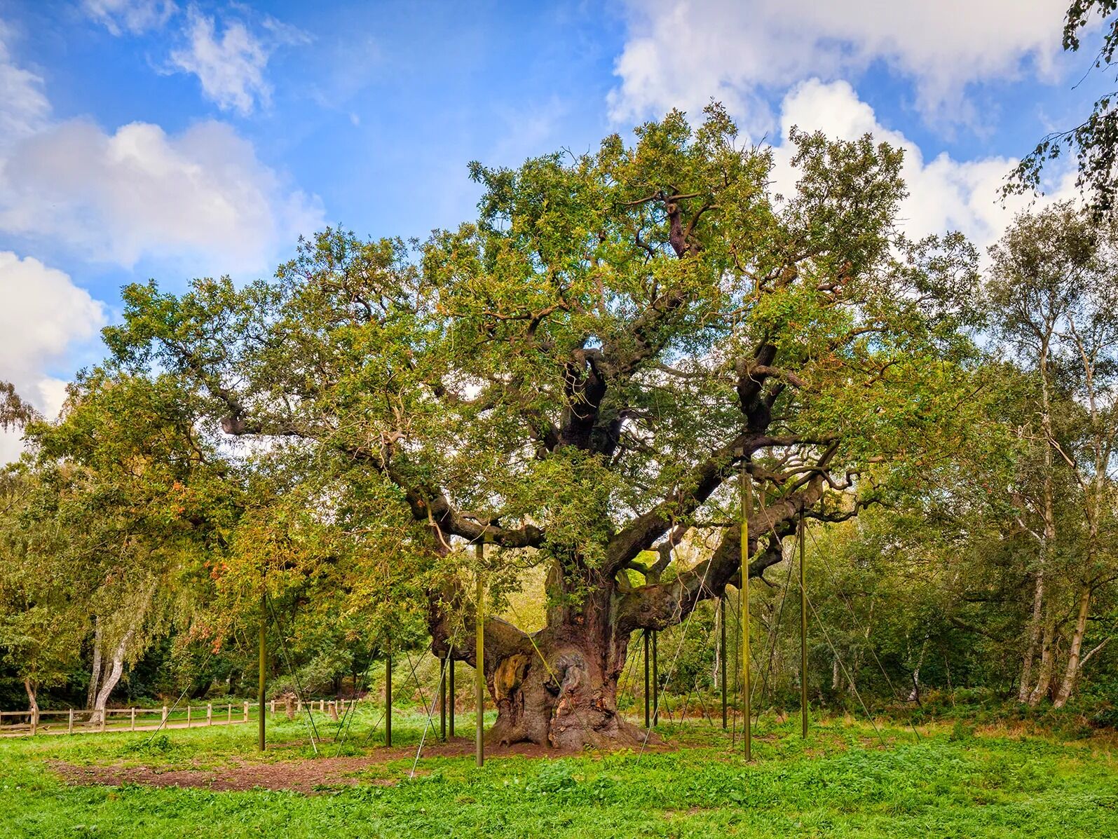 Picture of Sherwood Forest